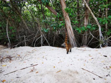 Koati koatileri, Playa del Carmen Quintana Roo Meksika 'daki tropikal ormanlarda yiyecek arıyor..