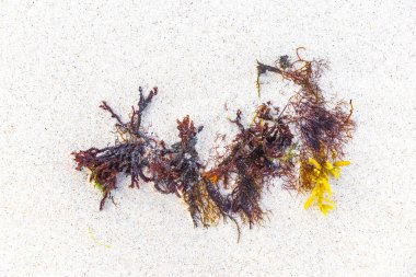Playa del Carmen Quintana Roo Meksika 'da kumsaldaki deniz yosunlarının farklı türleri..