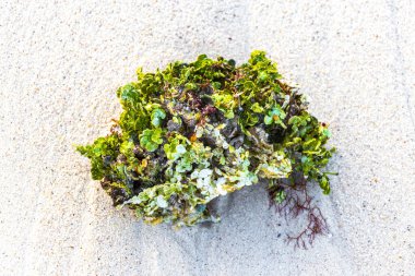 Playa del Carmen Quintana Roo Meksika 'da kumsaldaki deniz yosunlarının farklı türleri..