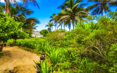 Tropical natural jungle forest palm trees at the ancient Tulum ruins Mayan site with temple ruins pyramids in Tulum Mexico.