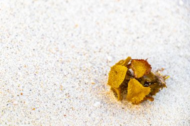 Playa del Carmen Quintana Roo Meksika 'da kumsaldaki deniz yosunlarının farklı türleri..