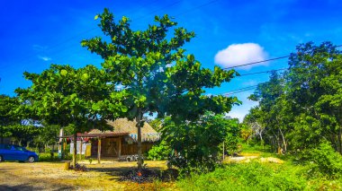 Tulum Meksika 01. Ekim 2023 Tipik renkli sokak yolu ve şehir manzarası boyunca Meksika 'da Tulum' da palmiye ağaçları ve restoranlar trafiği.