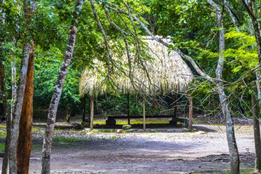 Tropikal ormandaki Palapa kulübesi ve Coba Belediyesi 'ndeki harabeler Tulum Quintana Roo Mexico.