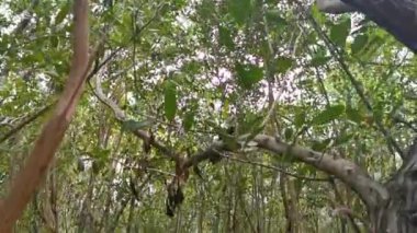 Playa del Carmen Quintana Roo Mexico 'daki tropikal orman ormanlarında ağaçlardaki kuş kuşları..