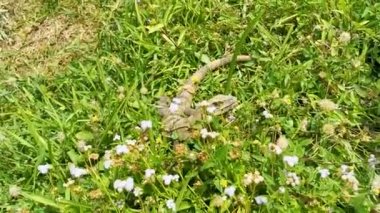 Çimenlerdeki dev Iguana kertenkele hayvanı, antik Tulum 'da çiçek yiyerek Maya kalıntılarını, tapınak kalıntılarını, piramitleri ve tropikal doğal orman palmiyelerini ve Tulum Meksika' daki deniz manzarasını yok eder..