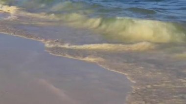 Playa del Carmen Mexico 'da turkuvaz mavisi tatil beldeleri ve palmiye ağaçları olan tropik Meksika Karayip plajı manzarası..