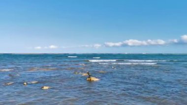 Neotropis Uzun Kuyruklu Karabataklar Playa del Carmen Quintana Roo Meksika 'daki tropik plajda suda kaya kaya kaya üzerinde oturuyorlar..