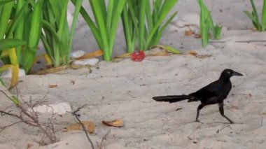 Büyük kuyruklu Grackle Quiscalus Quiscalus erkek kuş dişi kuş Playa del Carmen Quintana Roo Meksika 'da tropik Meksika kumsalında yürüyor..