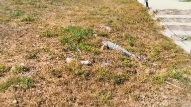 Antik Tulum 'daki çimlerin üzerindeki dev Iguana kertenkele hayvanı Tulum Meksika' daki tropik doğal orman palmiyesi ve deniz manzarasında tapınak kalıntıları ve eserlerle Maya bölgesini harabeye çeviriyor..