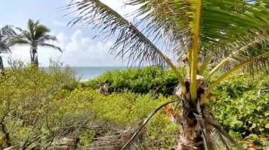 Tulum Quintana Roo Meksika 05. Ağustos 2022 Antik Tulum 'da doğal deniz manzarası ve plaj manzarası, tropikal doğal orman palmiyesinde tapınak kalıntıları olan Maya kalıntılarını gösteriyor..