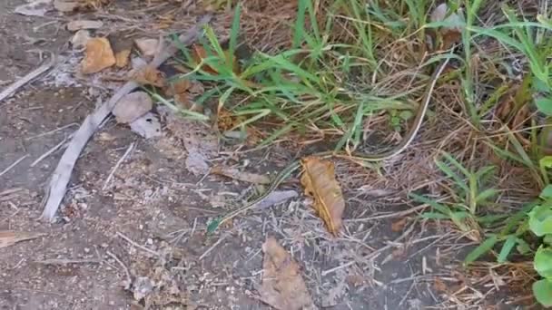 Verde Giallo Turchese Piccolo Serpente Tropicale Tra Cespugli Alle Rovine — Video Stock