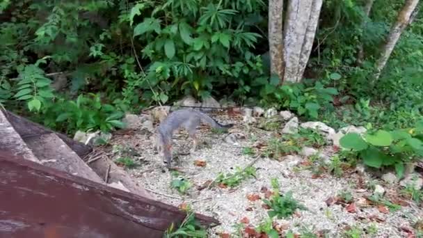 トロピカルジャングルと自然の中の小さな灰色の狐 トゥルムキンタナルーメキシコのシュミット セノテ — ストック動画