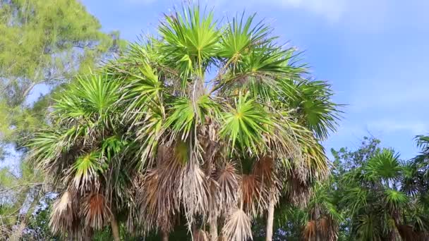 Arborele Palmier Frunze Semințe Fructe Exotic Verde Tropical Palmieri Maya — Videoclip de stoc
