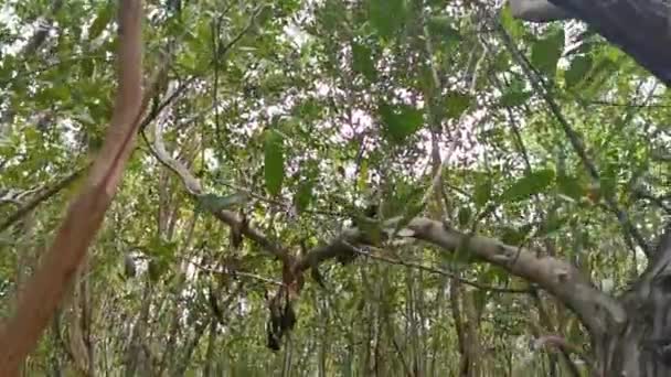 プラヤデルカルメンキンタナの熱帯ジャングルの森の自然の木のユカタンジェイ鳥 Roo Mexico — ストック動画
