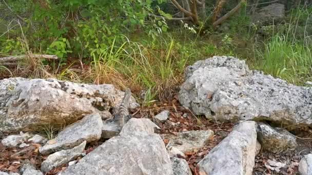 Huge Iguana Gecko Animal Rocks Natural Tropical Jungle Forest Fence — Vídeo de Stock