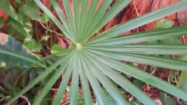 Palmboom Bladeren Zaden Vruchten Van Een Tropische Groene Exotische Caribische — Stockvideo