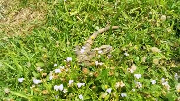 Énorme Animal Iguana Gecko Sur Herbe Mange Manger Des Fleurs — Video