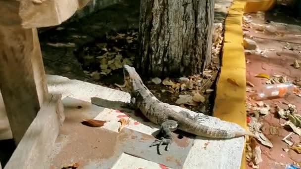Ogromne Iguana Gecko Zwierzę Parterze Tropikalnej Dżungli Miasta Playa Del — Wideo stockowe