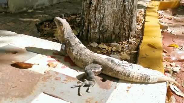 位于墨西哥普莱雅德尔卡门热带丛林和小镇E底层的大型伊瓜纳壁虎动物 — 图库视频影像