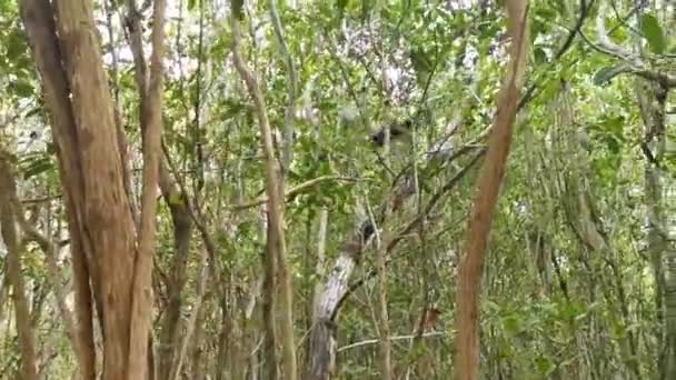 Yucatan Jay Bird Birds Tree Trees Tropical Jungle Forest Nature — Vídeo de stock
