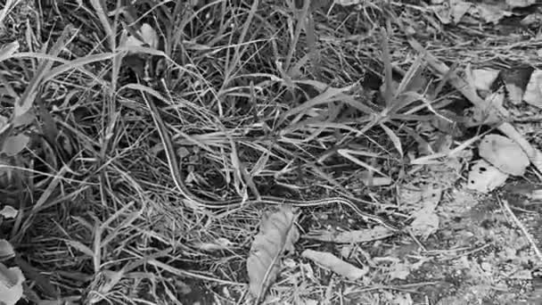 Verde Amarillo Turquesa Pequeña Serpiente Tropical Los Arbustos Las Ruinas — Vídeos de Stock