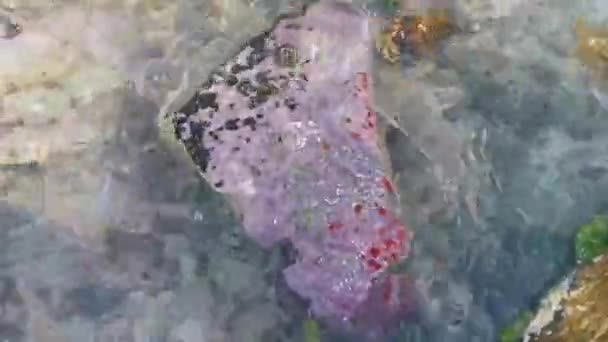 プラヤ カルメン キンタナ ルーメキシコのビーチのターコイズグリーンとブルーウォーターのピンクの石とサンゴ — ストック動画