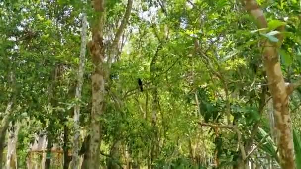 Vacker Färgglad Blå Cenote Fågel Mot Eller Motmot Tulum Quintana — Stockvideo