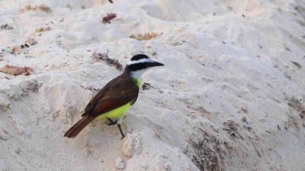 素晴らしいKisskadee黄色の茶色のオスのメスの鳥は プラヤ カルメンキンタナ メキシコの熱帯メキシコのビーチで嫌なサルガソを食べる — ストック動画