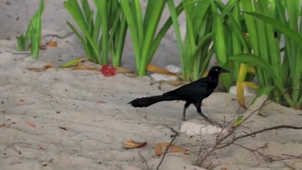 Grackle Quiscalus Mexicanus Macho Hembra Aves Caminando Playa Tropical Mexicana — Vídeos de Stock