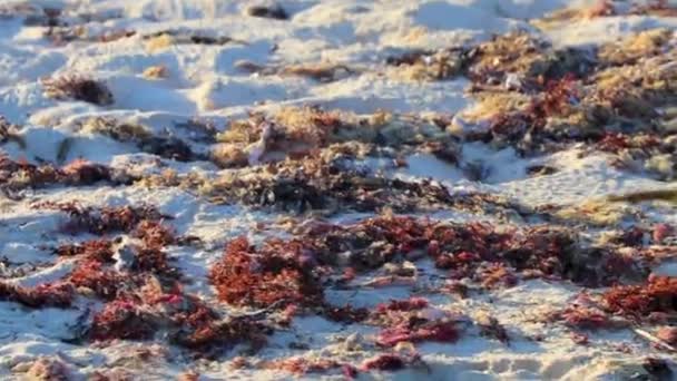 멕시코의 플라야델 카르멘 킨타나 멕시코 해변에서 역겨운 석관을 갈색의 — 비디오