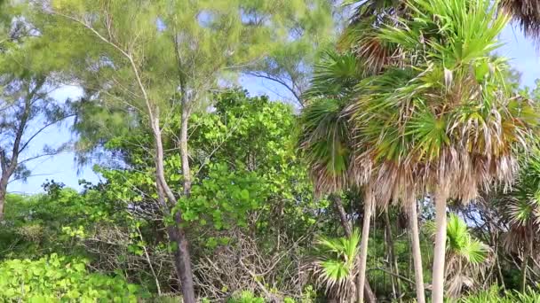 Palmera Hojas Semillas Frutos Exótico Verde Tropical Caribeño Maya Chit — Vídeo de stock