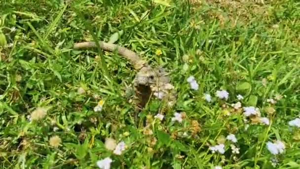 Ogromne Iguana Gecko Zwierzę Trawie Kwiaty Starożytnych Ruinach Tulum Majów — Wideo stockowe