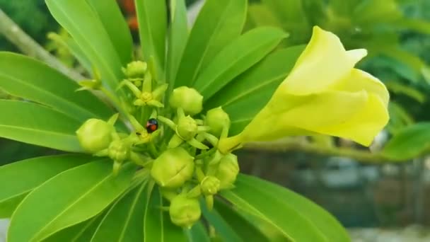 Žlutý Pomerančový Květ Stromě Zelenými Listy Berušky Modrou Oblohou Playa — Stock video