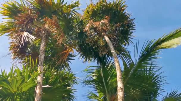 Palma Foglie Semi Frutti Tropicale Verde Esotico Caraibico Maya Palme — Video Stock