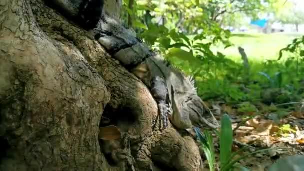 Riesiges Leguan Gecko Tier Sitzt Auf Einem Ast Eines Baumholzes — Stockvideo