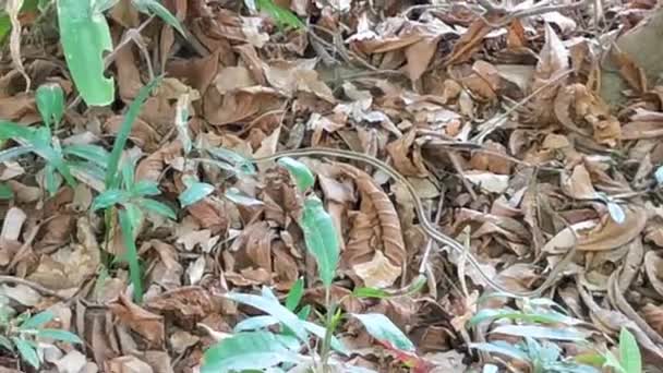 Vert Jaune Turquoise Petit Serpent Tropical Dans Les Buissons Aux — Video