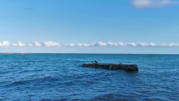 Neotropis Kormoráni Dlouhým Ocasem Sedící Balvanu Vodě Tropické Pláži Playa — Stock video