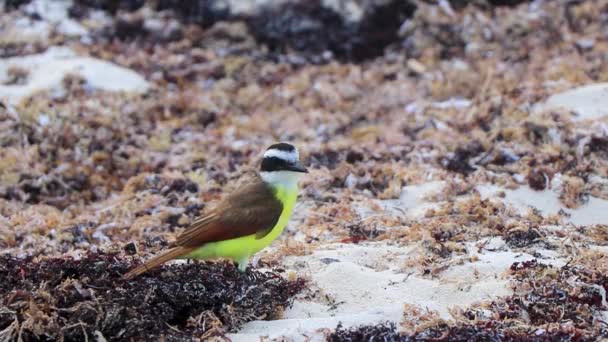 Great Kiskadee Galben Maro Masculin Păsări Pasăre Care Mănâncă Sargazo — Videoclip de stoc