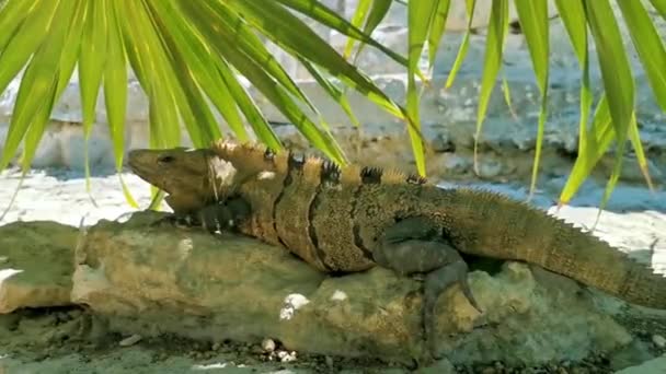 Inmenso Animal Iguana Gecko Rocas Piedras Rocas Las Antiguas Ruinas — Vídeo de stock