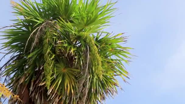 Pálmafa Levelek Magvak Gyümölcsei Egy Trópusi Zöld Egzotikus Karibi Maya — Stock videók