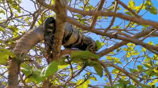 Huge Iguana Gecko Animal Lying Sitting Branch Tree Tulum Ruins — ストック動画