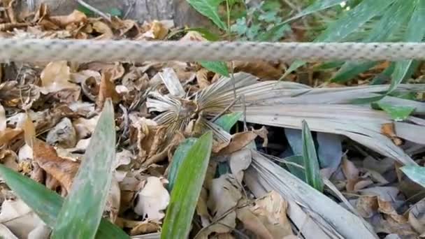 グリーンイエローターコイズ 小さな熱帯ヘビ トゥルムキンタナルーメキシコの遺跡でブッシュで — ストック動画