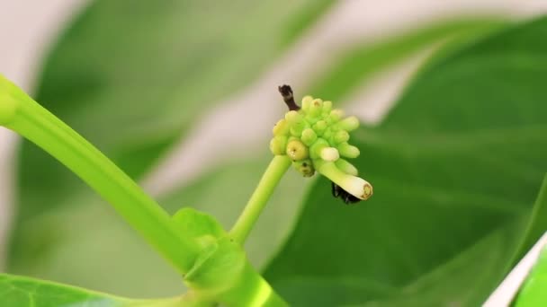 Noni Fruit Morinda Citrifolia Flowers Popular Ants Playa Del Carmen — Αρχείο Βίντεο
