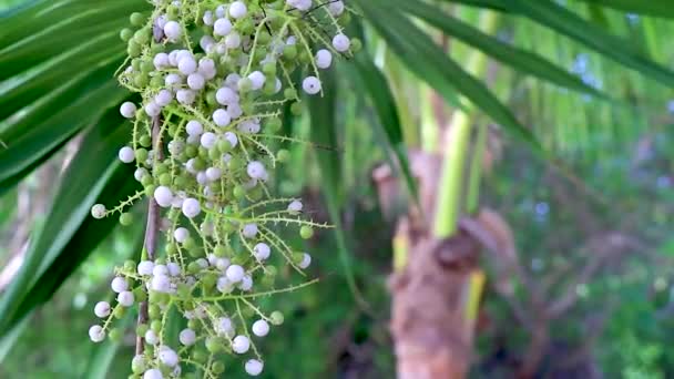 Palmy Listy Semen Ovoce Tropické Zelené Exotické Karibské Maya Chit — Stock video