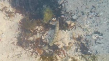 Karayip balıkları, Playa del Carmen Quintana Roo Mexico 'da mercan yosunlarıyla taşlar arasında suda yüzerler..