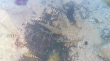 Karayip balıkları, Playa del Carmen Quintana Roo Mexico 'da mercan yosunlarıyla taşlar arasında suda yüzerler..