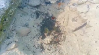 Karayip balıkları, Playa del Carmen Quintana Roo Mexico 'da mercan yosunlarıyla taşlar arasında suda yüzerler..