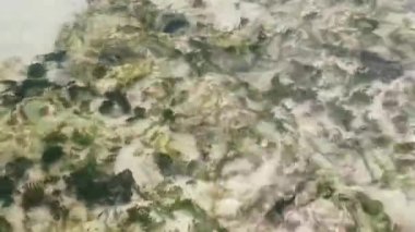 Karayip balıkları, Playa del Carmen Quintana Roo Mexico 'da mercan yosunlarıyla taşlar arasında suda yüzerler..