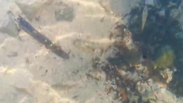 Pesci Caraibici Nuotano Nell Acqua Tra Agrifoglio Corallo Pietre Playa — Video Stock
