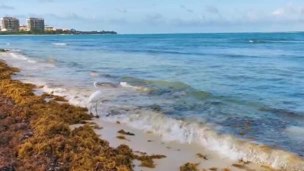 Wielka Czapla Biała Wielki Żal Plaży Wybrzeże Karaibów Playa Del — Wideo stockowe